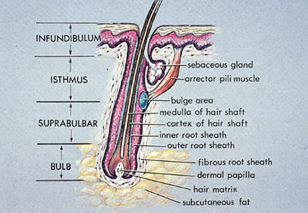 Anatomy Of Hair Follicle Hair Loss Basics Medlinks